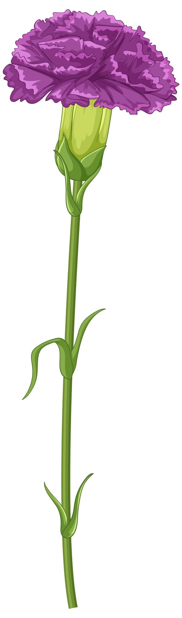 Vettore gratuito illustrazione vettoriale del garofano viola