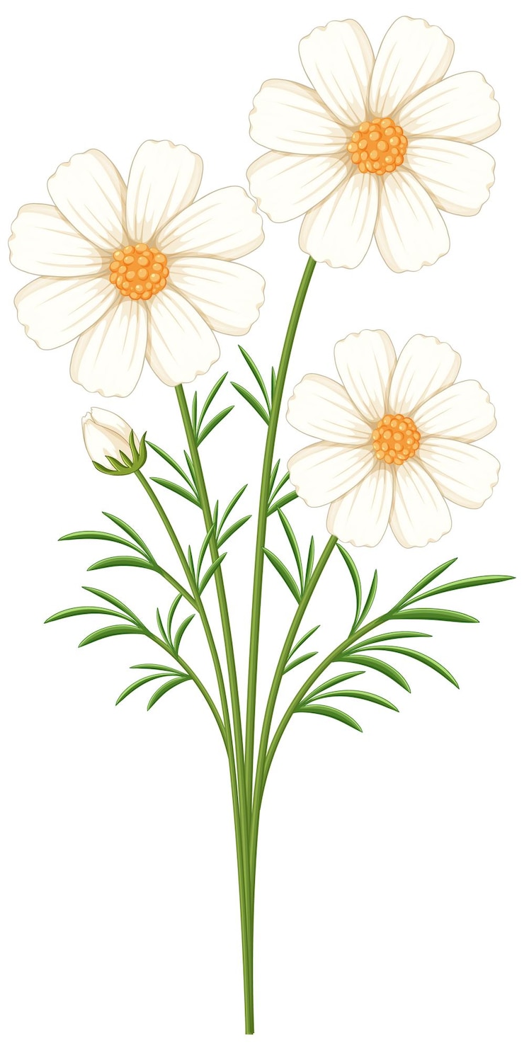 Vettore gratuito illustrazione vettoriale di elegante fiore di cosmos bianco