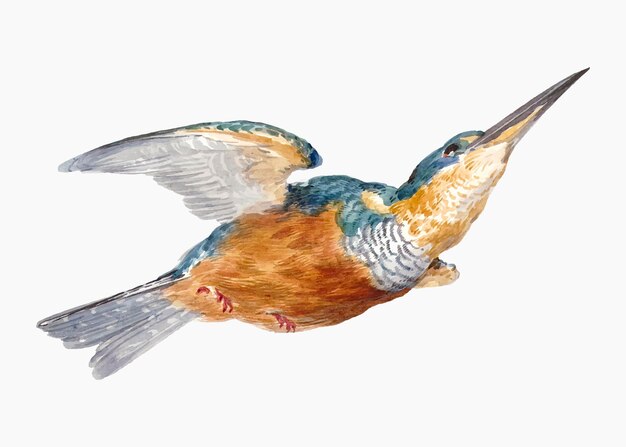 Illustrazione vettoriale di Kingfisher, remixata da opere di Aert Schouman