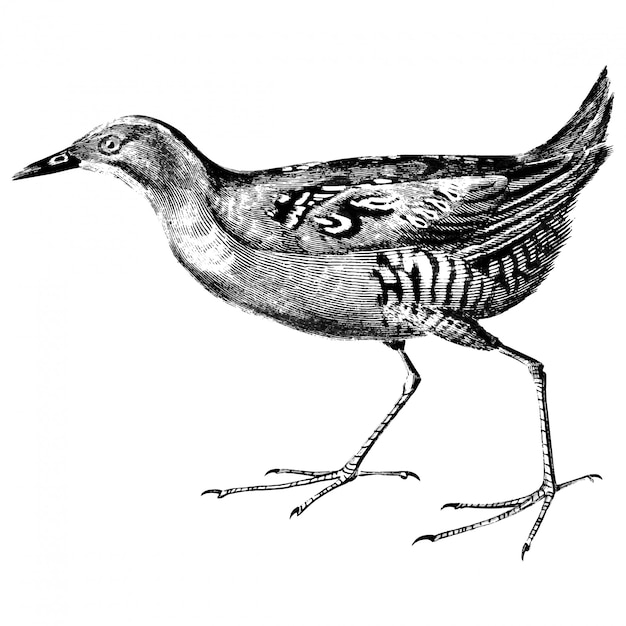 Illustrazioni d&#39;epoca del crake di Baillon