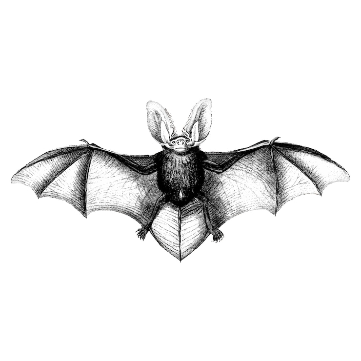 Vettore gratuito illustrazioni d'epoca di bat