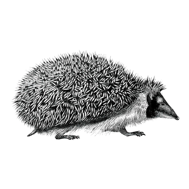 Illustrazioni d&#39;epoca di Hedgehog