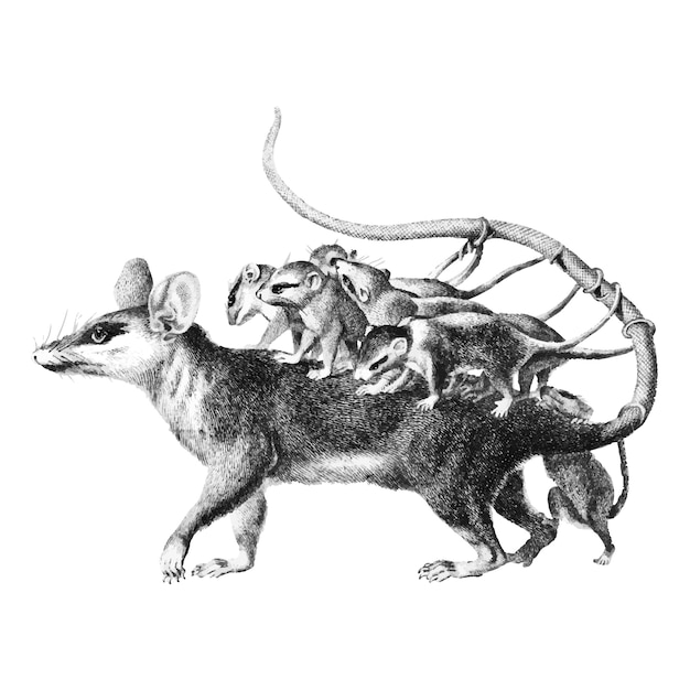 Illustrazioni d&#39;epoca di Opossum