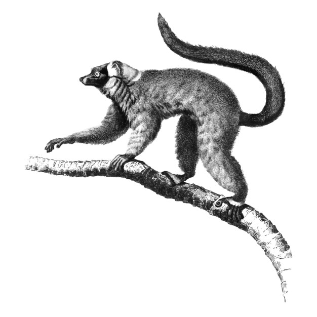 Illustrazioni d&#39;epoca di rosso Lemur ruffed