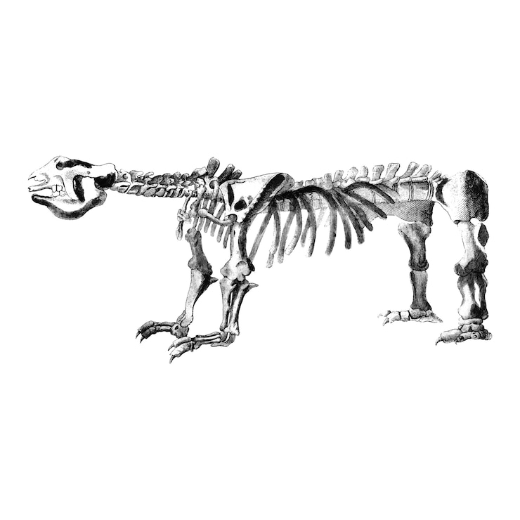 Vettore gratuito illustrazioni d'epoca di strutture ossee di animali