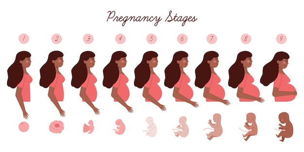 Illustrazioni di fasi di gravidanza