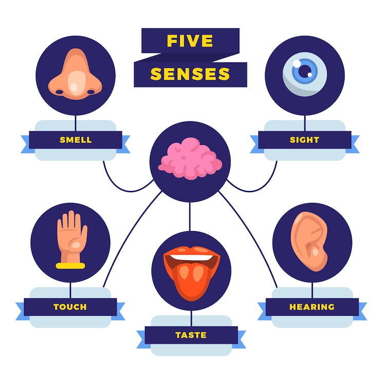 Vettore gratuito infografica a 5 sensi disegnata a mano