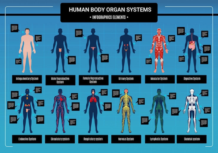Vettore gratuito infografica del corpo umano