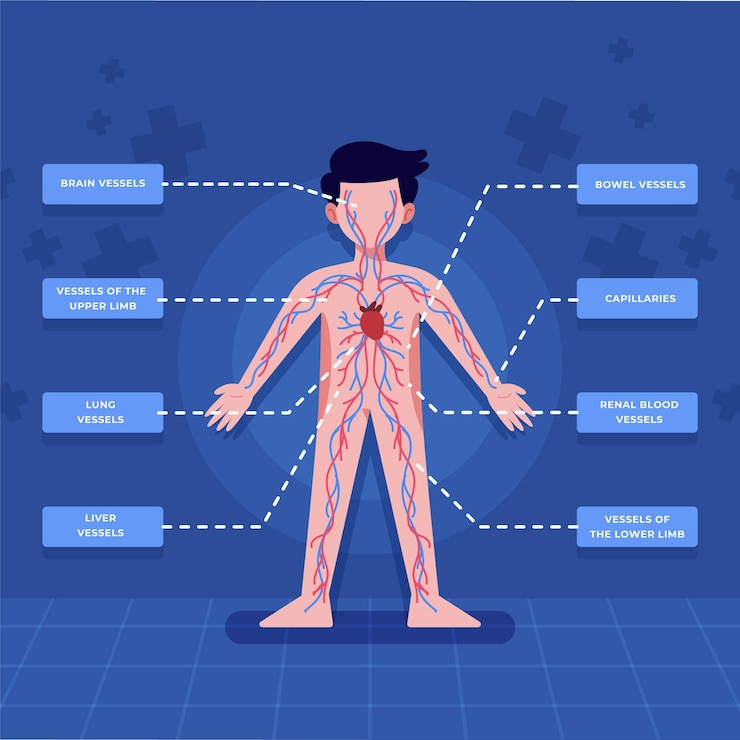 Vettore gratuito infografica del sistema circolatorio in design piatto