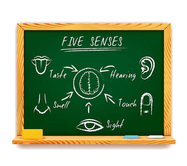 Infografica disegnata a mano sulla lavagna dei Cinque Sensi raffigurante vista, tatto, olfatto, gusto e udito con frecce che puntano a un cervello umano