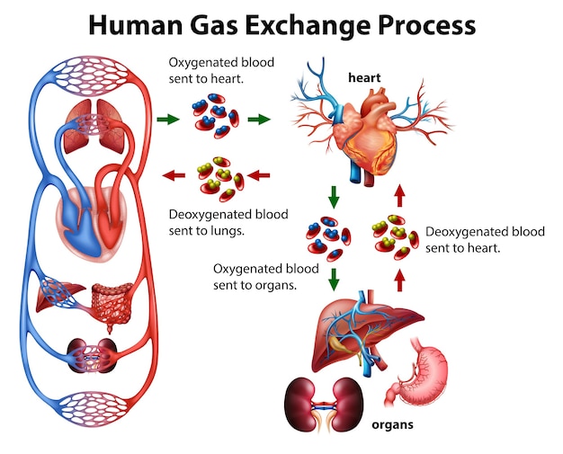 Infografica medica del processo di scambio di gas umano