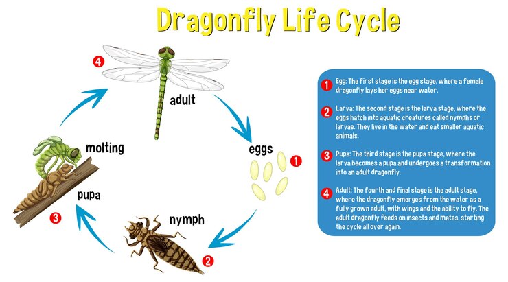 Vettore gratuito infografica sul ciclo di vita della libellula