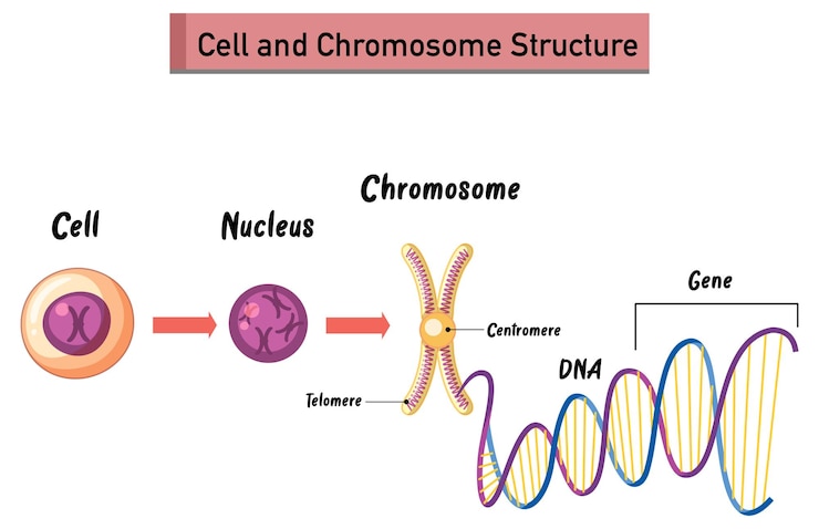 Vettore gratuito infografica sulla struttura cellulare e cromosomica