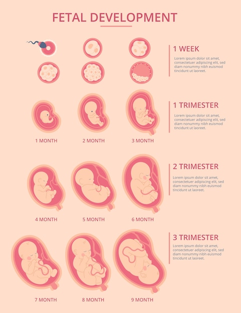 Infografica sullo sviluppo fetale disegnata a mano