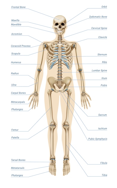 Infographics realistico del sistema scheletrico umano