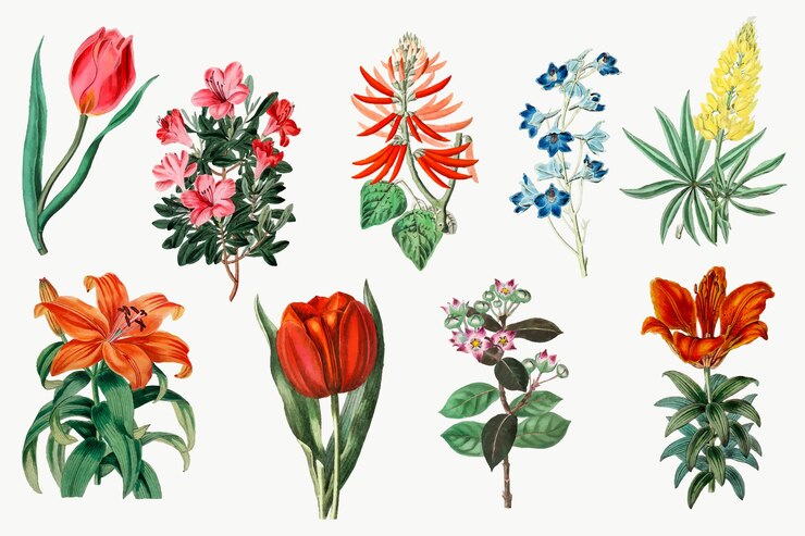 Vettore gratuito insieme botanico dell'annata di vettore di fiori che sbocciano