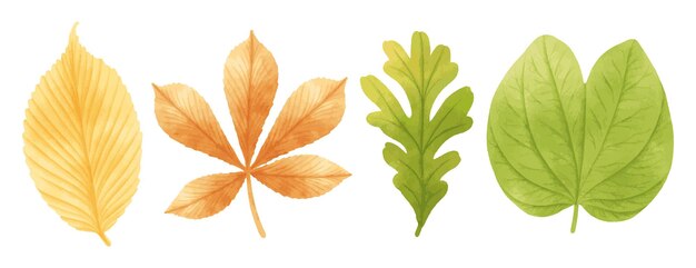 Insieme degli stili dell'acquerello delle illustrazioni delle foglie autunnali