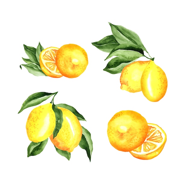 Insieme dell'acquerello di disposizione dei limoni