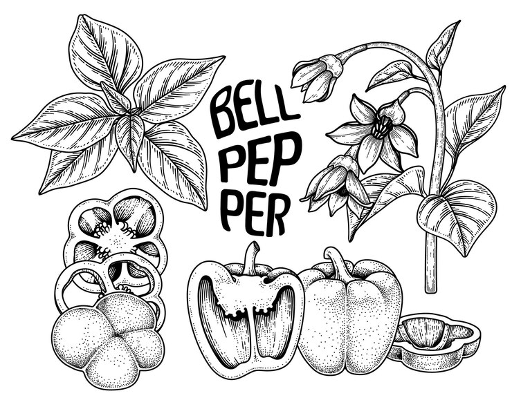 Vettore gratuito insieme dell'illustrazione botanica degli elementi disegnati a mano del peperone