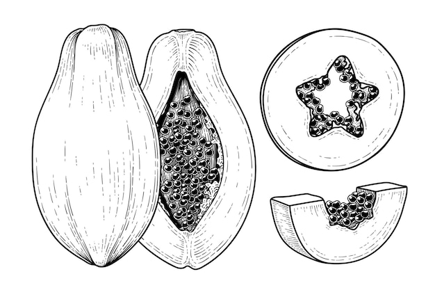 Insieme dell'illustrazione botanica degli elementi disegnati a mano della frutta della papaia