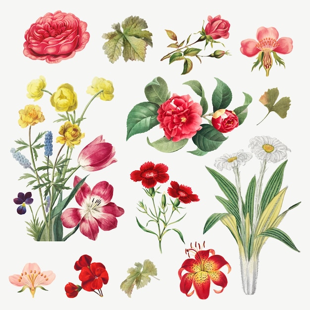 Insieme dell'illustrazione botanica del fiore dell'annata