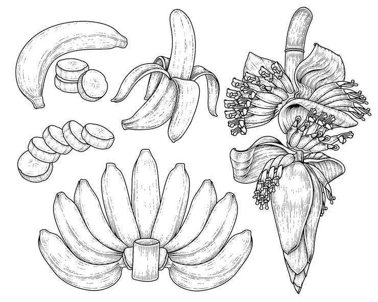 Vettore gratuito insieme dello schizzo disegnato a mano della frutta della banana e del fiore della banana