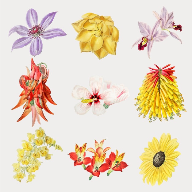 Insieme disegnato a mano di fiori colorati vettore