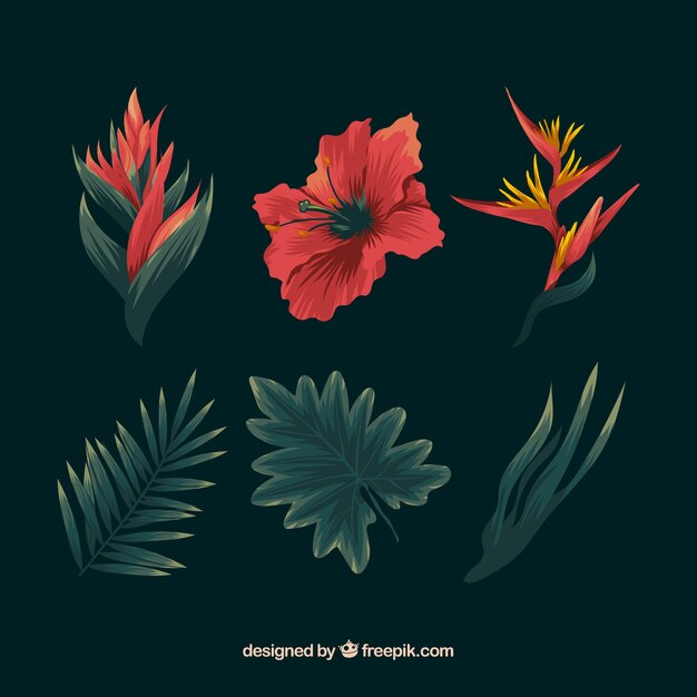 Insieme disegnato a mano di fiori tropicali colorati