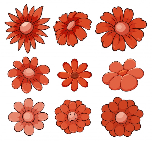 Insieme isolato dei fiori nel rosso