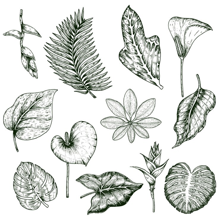 Vettore gratuito insieme monocromatico di piante tropicali disegnate a mano