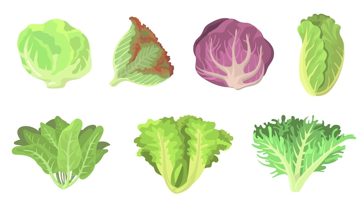 Vettore gratuito insieme piano dell'illustrazione delle foglie di insalata fresca. cartoon radicchio, lattuga, romaine, kale, cavolo, acetosa, spinaci, raccolta di illustrazione vettoriale isolato cavolo rosso. concetto di cibo e piante vegetariano