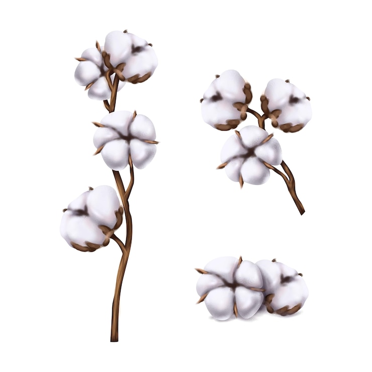 Vettore gratuito insieme realistico dell'icona di vettore. illustrazione del fiore di cotone. isolato su sfondo bianco.