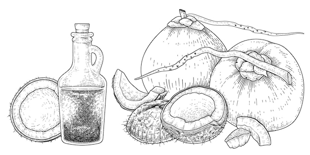 Intero mezzo guscio di carne e olio di cocco disegnato a mano illustrazione vettoriale retrò