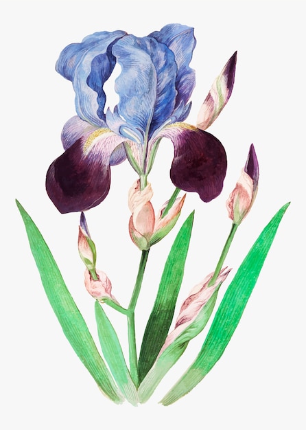 Iris viola in stile vintage