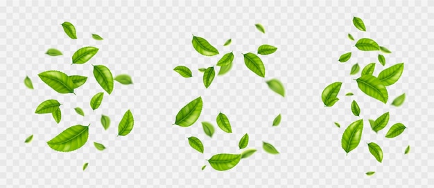 Le foglie di tè che cadono, il fogliame verde realistico che vola.