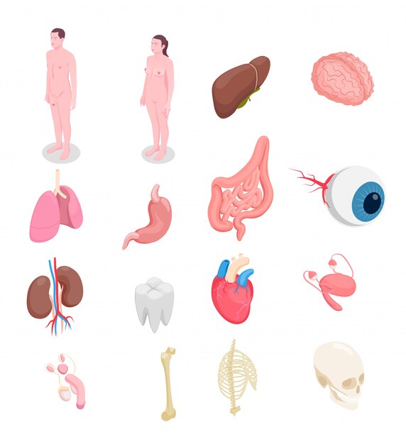Le icone isometriche degli organi umani hanno messo con il cuore dei reni delle ossa di occhio di fegato dei corpi maschili e femminili isolato su fondo bianco 3d