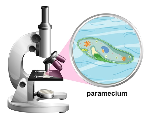 Microscopio con struttura anatomica del paramecio su sfondo bianco