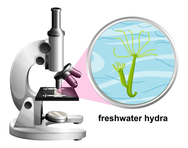 Microscopio con struttura anatomica dell'idra d'acqua dolce su priorità bassa bianca