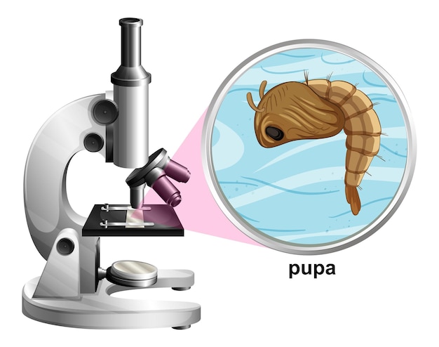 Microscopio con zanzara pupa su sfondo bianco