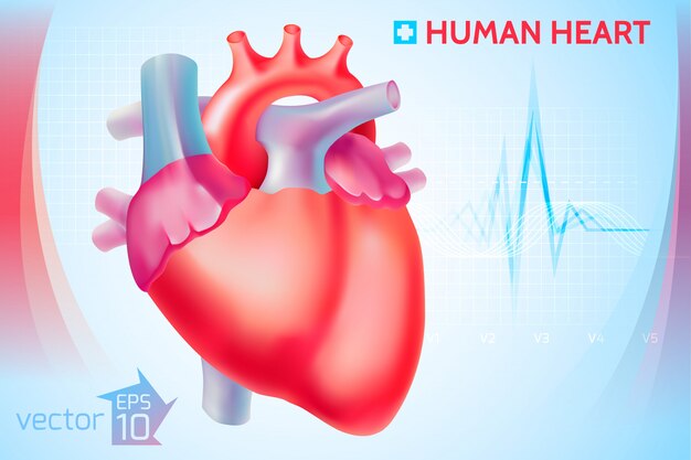 Modello cardio anatomico medico con cuore umano colorato su azzurro
