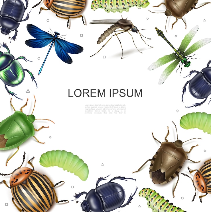 Vettore gratuito modello colorato di insetti realistici con libellule colorado patate e scarabei scarabei colorati insetti letame moscerino bruchi su sfondo bianco