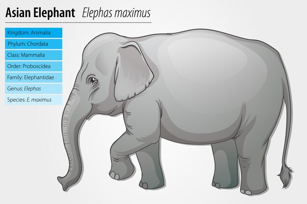 Modello di elefante asiatico