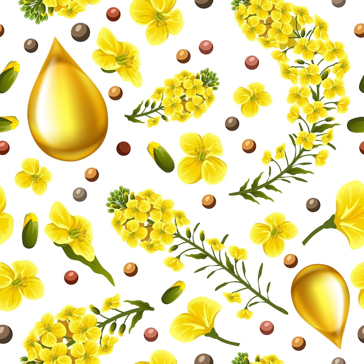 Vettore gratuito modello fiori di colza, colza. brassica napus.