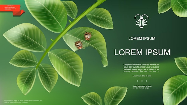 Modello naturale di insetti realistici con coleotteri colorado sulla pianta di patate foglie su sfondo verde illustrazione