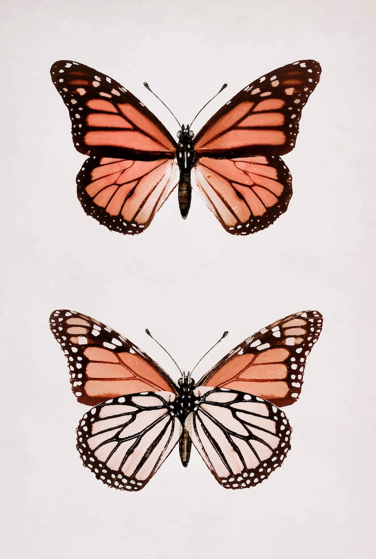 Vettore gratuito monarch butterfly vintage wall art print poster design remix da opere d'arte originali di sherman f. denton.