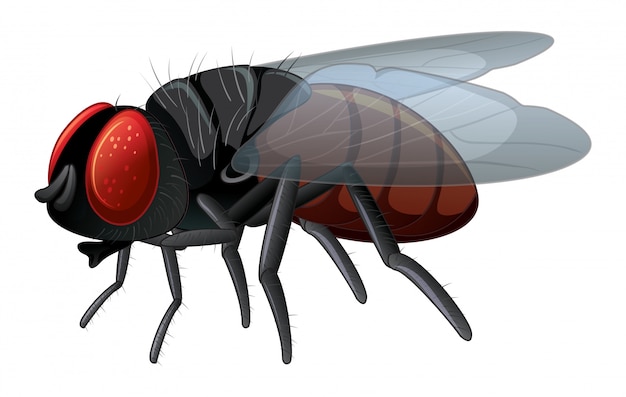 mosca domestica
