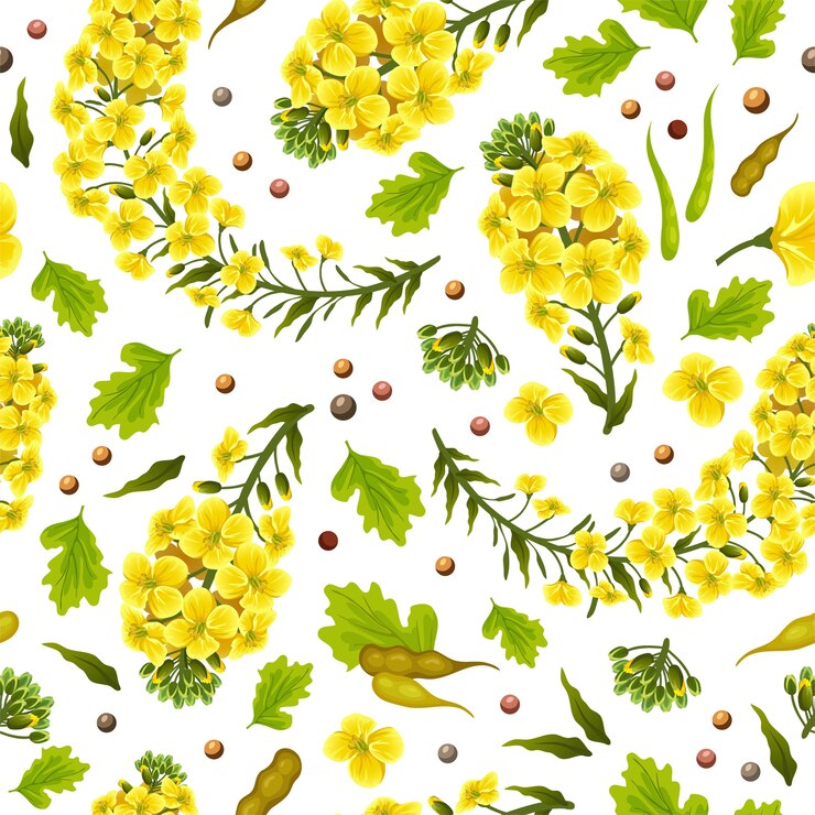 Vettore gratuito motivo fiori di colza canola brassica napus