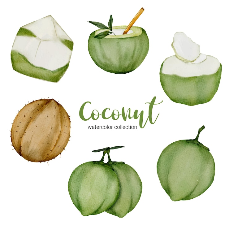 Vettore gratuito noci di cocco impostate in stile acquerello