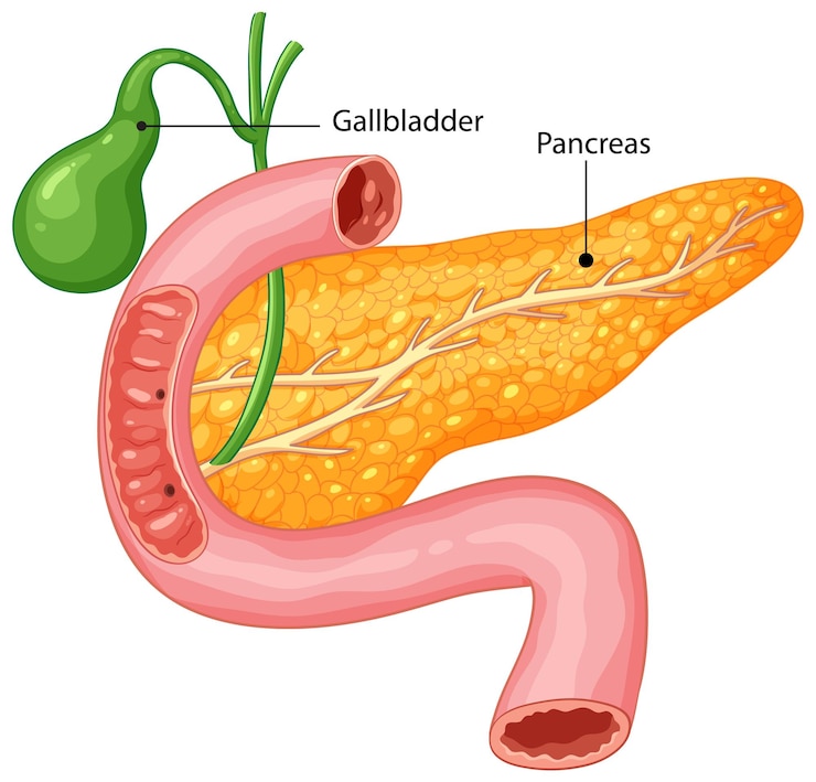 Vettore gratuito organi del sistema digestivo umano