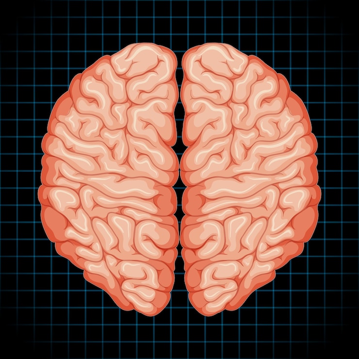 Vettore gratuito organo interno umano con cervello